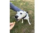 Ember, Labrador Retriever For Adoption In Dana Point, California