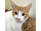 Jimmy - Reduced Fee!, Domestic Shorthair For Adoption In Jefferson, Wisconsin