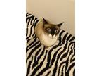Willow May, Siamese For Adoption In Wheaton, Illinois