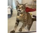 Lara, Domestic Shorthair For Adoption In Santa Rosa, California
