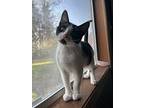 Menace, Domestic Shorthair For Adoption In Bellingham, Washington