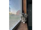 El Suenito, Domestic Shorthair For Adoption In Bellingham, Washington