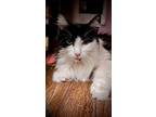 Sophie, Domestic Longhair For Adoption In Bellingham, Washington