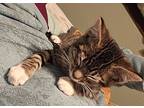 Socks, Domestic Shorthair For Adoption In Bellingham, Washington