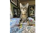 Schatzi, Domestic Shorthair For Adoption In Bellingham, Washington