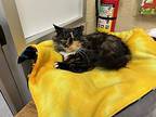 Zsa Zsa, Maine Coon For Adoption In Parlier, California