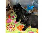 Ebony, Domestic Shorthair For Adoption In Keswick, Ontario