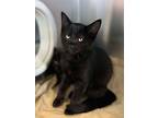 Raven, Domestic Shorthair For Adoption In Keswick, Ontario