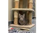 Pterry, Domestic Shorthair For Adoption In Indianapolis, Indiana