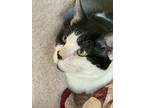 Marshall, Domestic Shorthair For Adoption In Malibu, California