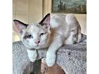 Anna, Siamese For Adoption In Rutherfordton, North Carolina