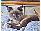Susie, Siamese For Adoption In Rutherfordton, North Carolina