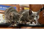Smiley (& Shadow) - Bonded, Domestic Shorthair For Adoption In Herndon, Virginia