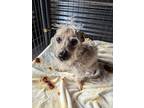 Sonny, Terrier (unknown Type, Medium) For Adoption In Windsor, Colorado
