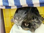 Ruby (& Daisy), Lionhead For Adoption In Penticton, British Columbia