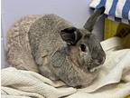 Daisy (& Ruby), Rex For Adoption In Penticton, British Columbia