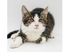 Uranus! He's The Smushiest Flu, Maine Coon For Adoption In Bedford Hills