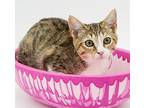 Hot Maple Is Heaven In Kitten, Bengal For Adoption In Bedford Hills, New York