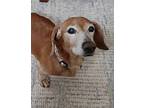 Frankie (obert), Dachshund For Adoption In Greensboro, North Carolina