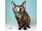 Tabitha, Domestic Shorthair For Adoption In Hot Springs Village, Arkansas