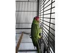 Kiwi, Parrot - Other For Adoption In San Gabriel, California