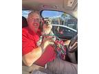 Brutus, Schnauzer (miniature) For Adoption In Homer Glen, Illinois