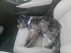 Misty, Schnauzer (miniature) For Adoption In Homer Glen, Illinois