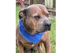 Iris, American Staffordshire Terrier For Adoption In Hortense, Georgia