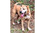 Goldie, American Staffordshire Terrier For Adoption In Hortense, Georgia