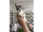 Nugget, Domestic Shorthair For Adoption In Provo, Utah