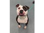 Lola Granola, American Pit Bull Terrier For Adoption In Richmond, Virginia