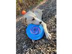 Blondie, Labrador Retriever For Adoption In East Hartford, Connecticut