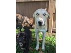 Otter Cleveland, Labrador Retriever For Adoption In Provo, Utah