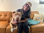 Peanut Russell, American Pit Bull Terrier For Adoption In Provo, Utah
