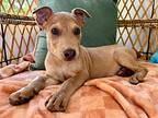Preston The Precious Happy Pup, Labrador Retriever For Adoption In Provo, Utah