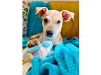 Teddy The Sweet Cuddly Bear, Labrador Retriever For Adoption In Provo, Utah