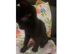 Kellan, Domestic Shorthair For Adoption In Montgomery, Texas