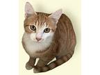 Pumpkin, Domestic Shorthair For Adoption In Rockville, Maryland