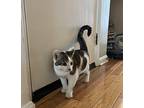 Apple, Domestic Shorthair For Adoption In Rockville, Maryland