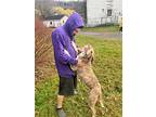 Rooty (rootbeer), American Pit Bull Terrier For Adoption In Cherry Valley