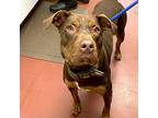 Malcom, Labrador Retriever For Adoption In Salisbury, Maryland