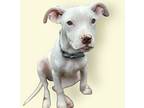 Daisy, Terrier (unknown Type, Medium) For Adoption In Rockville, Maryland