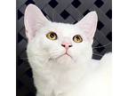 Tapioca, Domestic Shorthair For Adoption In Fort Davis, Texas