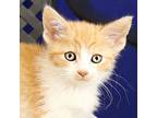 Jewel, Domestic Shorthair For Adoption In Fort Davis, Texas