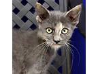 Lady Ash, Domestic Shorthair For Adoption In Fort Davis, Texas