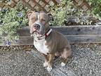 Pringle, American Pit Bull Terrier For Adoption In Richmond, California