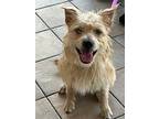 Machete/ Bowie, Terrier (unknown Type, Medium) For Adoption In New Orleans