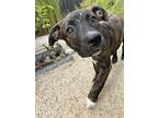 Tig, American Pit Bull Terrier For Adoption In Richmond, California