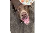 Barkley, Labrador Retriever For Adoption In Oakland, Michigan