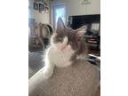 Baxter, Domestic Longhair For Adoption In Salt Lake City, Utah